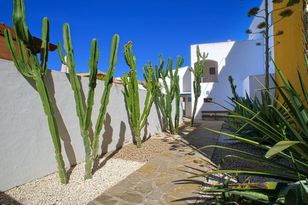 萨阿拉德洛斯阿图内斯多纳萝拉滨海旅舍的白色墙边的一组植物
