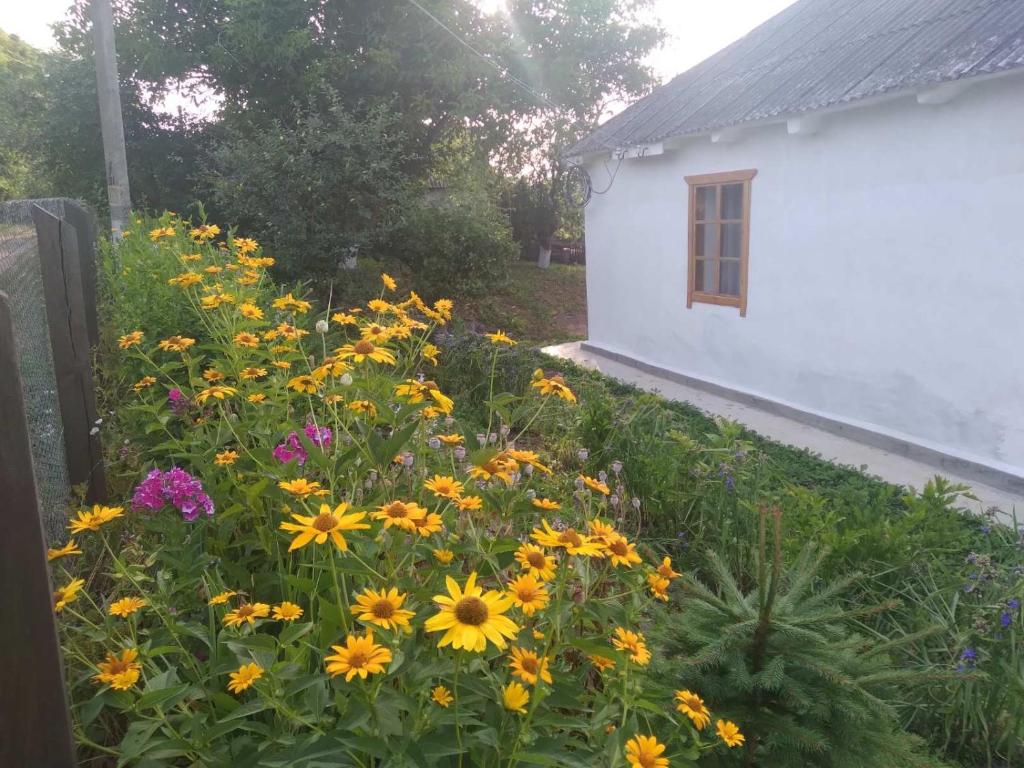DmitrenkiСоколине Гніздо的白色建筑旁的黄色和紫色花卉花园