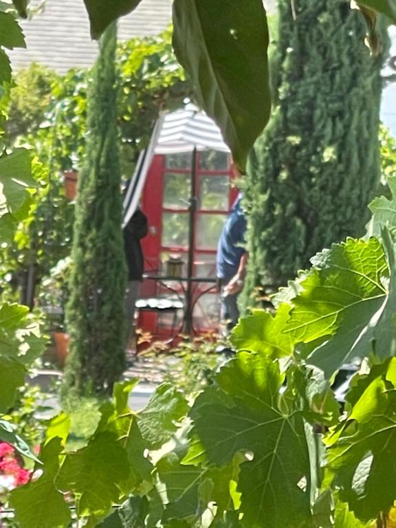 纳帕沙尔多奈酒店的站在一个有红色温室的花园中的男人