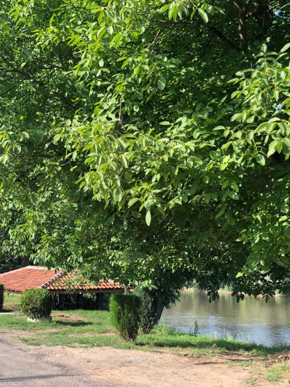 Kočino SeloApartmani Morava 54的河边的树,后面有建筑物