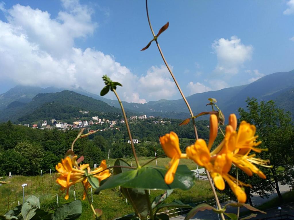 罗塔迪马尼亚LA TAVERNETTA DEL RICCIO的一组黄色的花,背景是群山