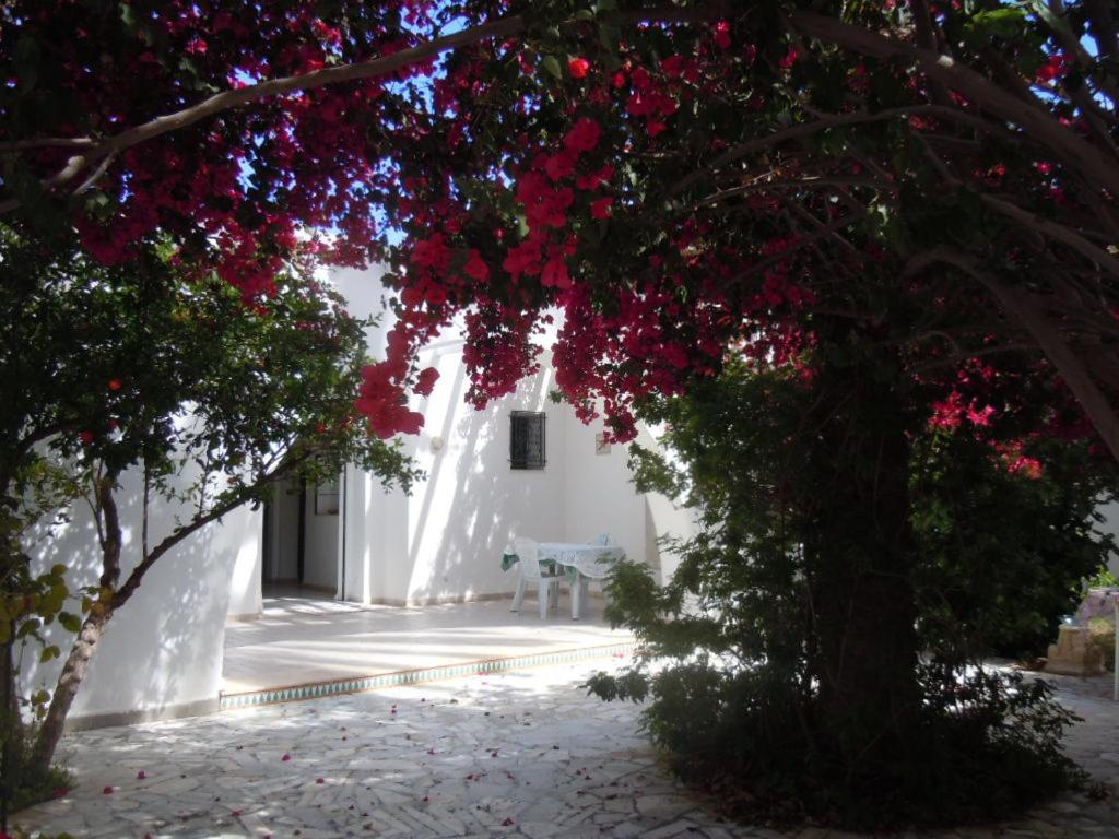 马赫迪耶House with Wala Garden的白色的建筑,有树木和红色的花