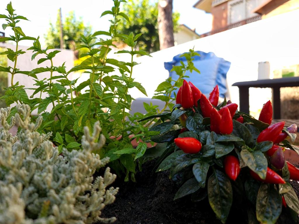 利多迪卡马约雷Villa Versilia的花园中一群红色的花卉和植物
