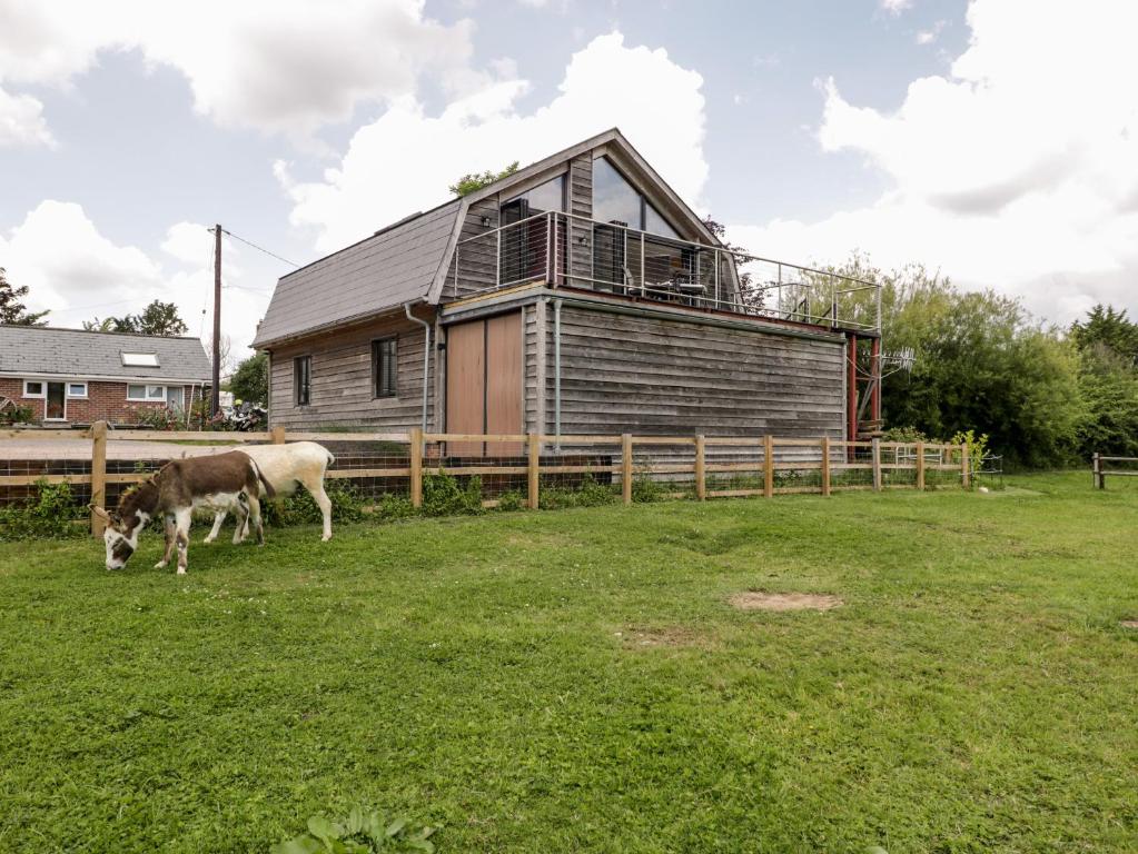 斯特明斯特牛顿Cointree的牛在房子前面的田野里放牧