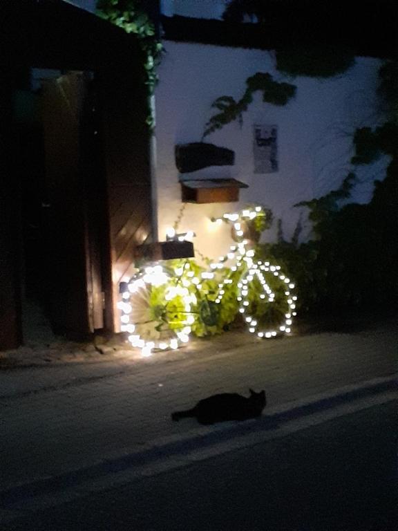 瓦兰奥斯蒂尔司多尔伟龙套房旅馆的一只猫躺在自行车旁的街上,有灯