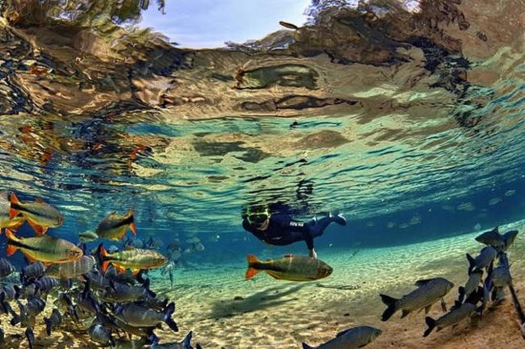 博尼图居白亚旅馆的和一群鱼一起在水中游泳的人