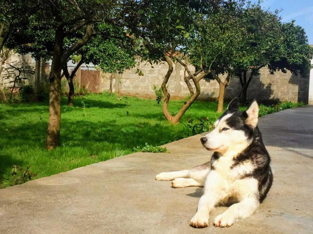 迪夫亚卡Mia Guest House - Entire home with balcony & garden的一条狗躺在街道旁的人行道上