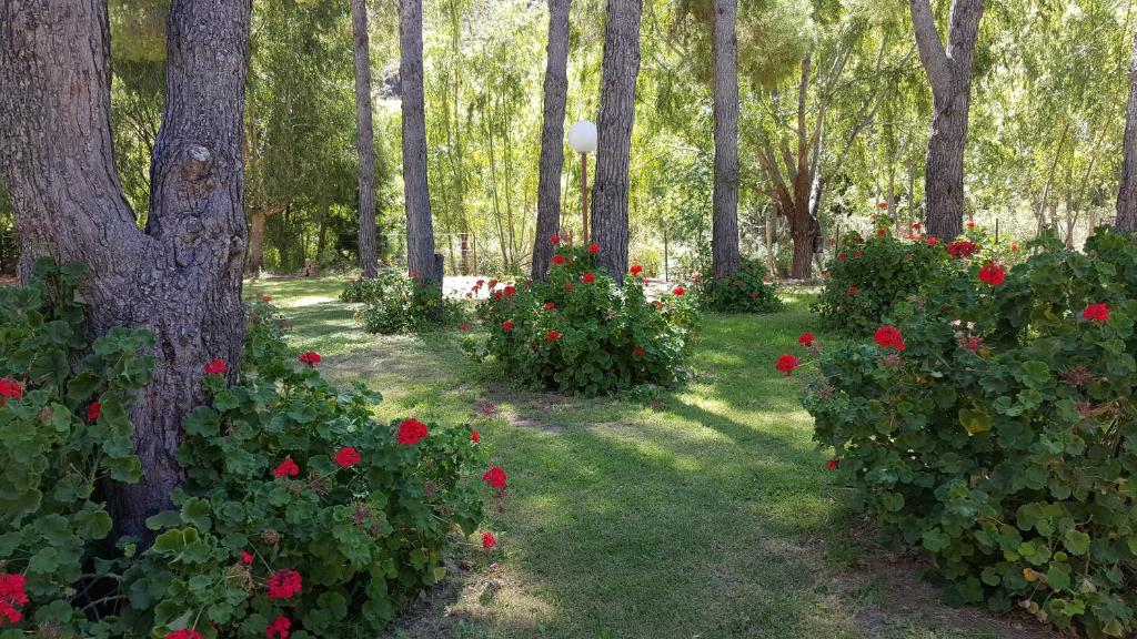 圣拉斐尔DORMIS La Faustina的种有红色花卉和树木的花园