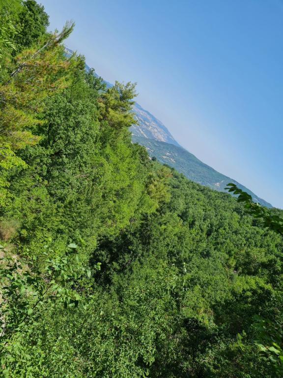 Alessandria del CarrettoCasa Parco Nationale del Pollino的绿树成荫的山坡上,天空蔚蓝