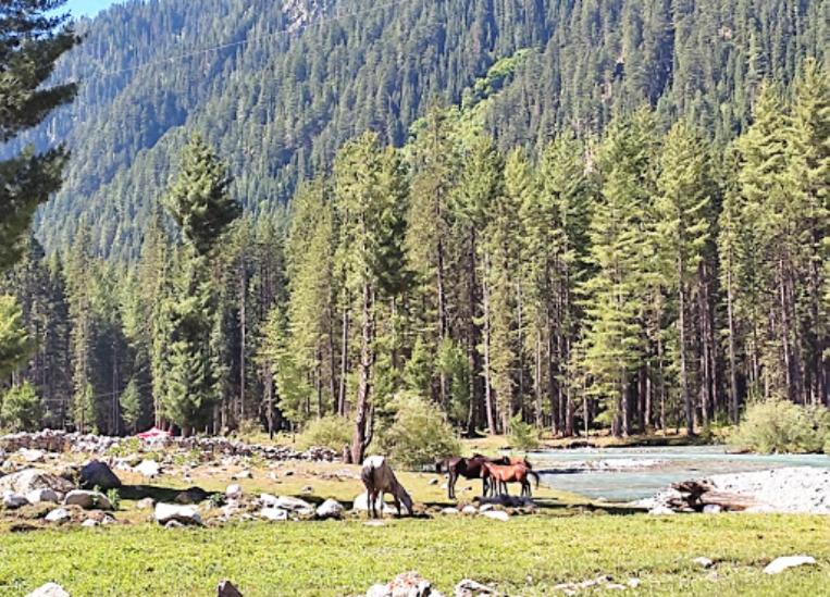 TālKumrat Glamping Resorts的三匹马站在河边的田野上