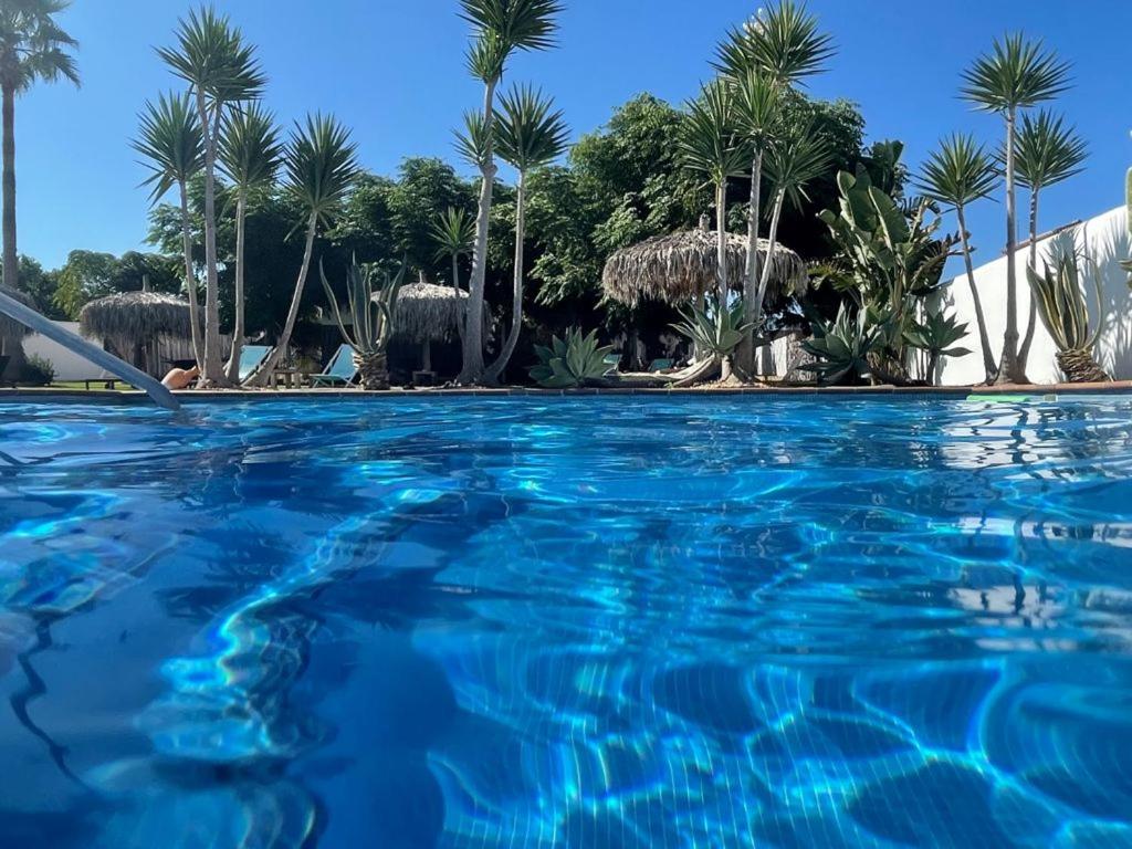 科尼尔-德拉弗龙特拉Alojamiento Rural "El Charco del Sultan"的一座种植了棕榈树的蓝色游泳池