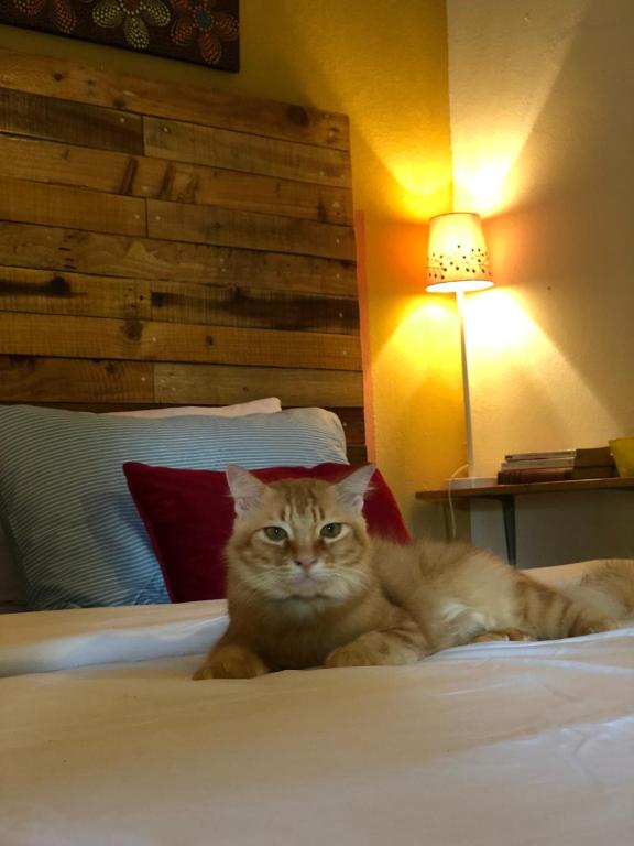 珍南海滩Pondok Keladi Langkawi Guesthouse的一只猫躺在卧室的床上