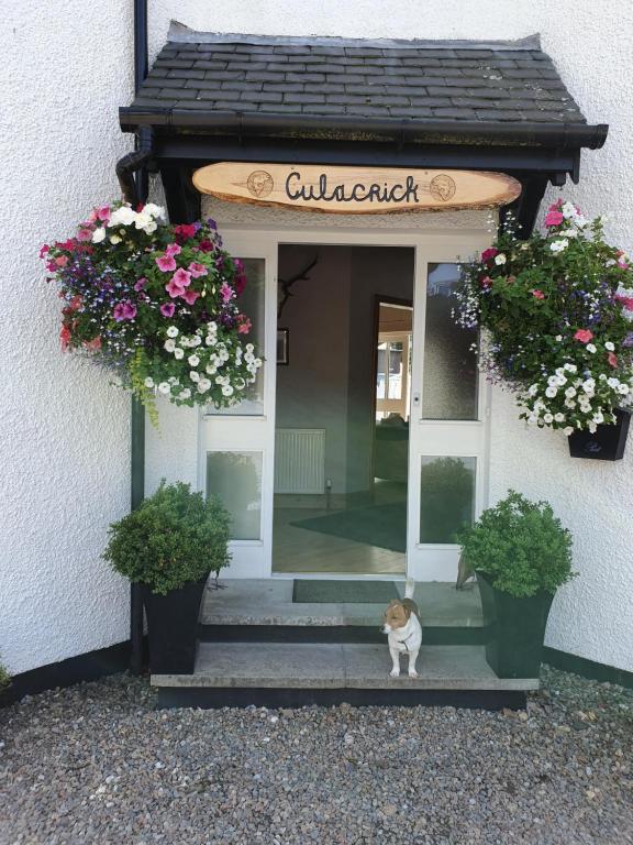 BanavieCulacrick的一只猫坐在一扇鲜花门前