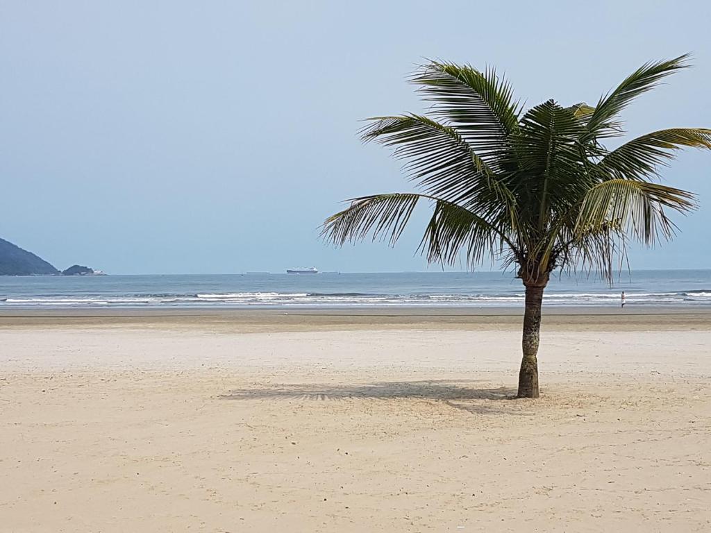 桑托斯Apartamento em frente a Praia do Embaré - Santos的棕榈树坐在沙滩上