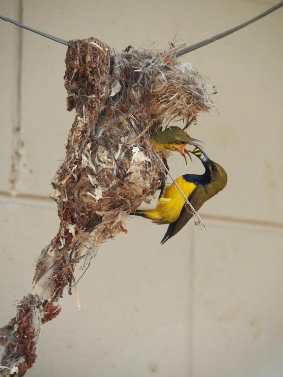 汤斯维尔太阳鸟汽车旅馆的鸟儿坐在鸟巢里