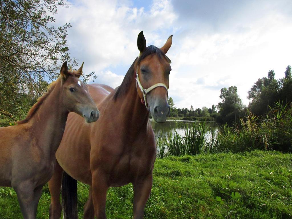 Sainte-OliveEspace Nature Studio indépendant proche du Parc des oiseaux的两匹马站在水体附近的草上