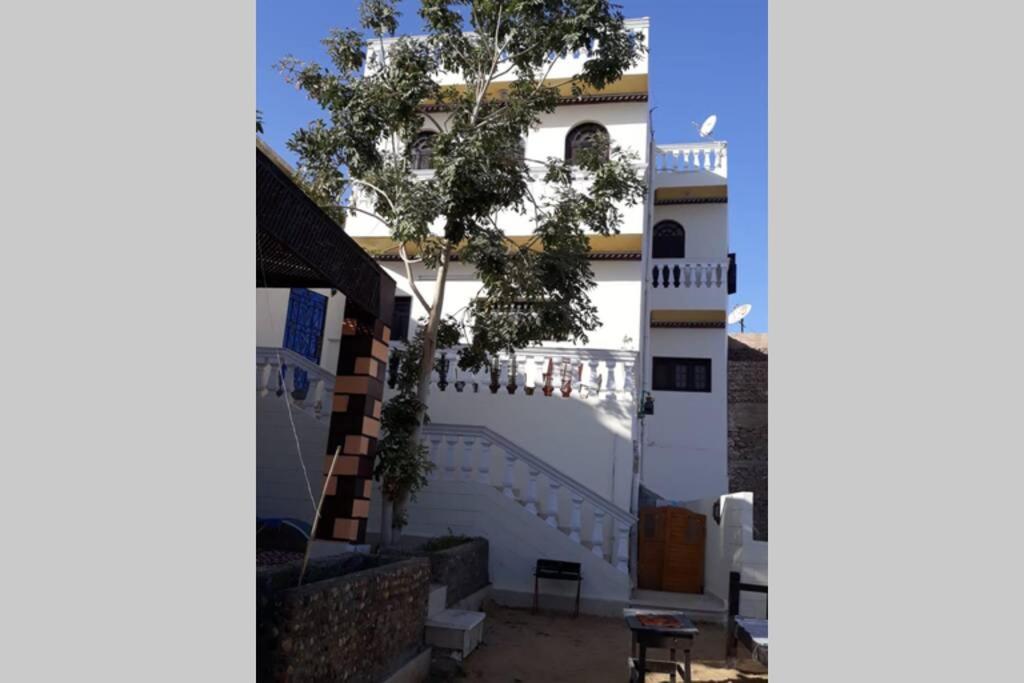 阿斯旺Private House with Garden and terrace in Aswan的前面有棵树的白色建筑
