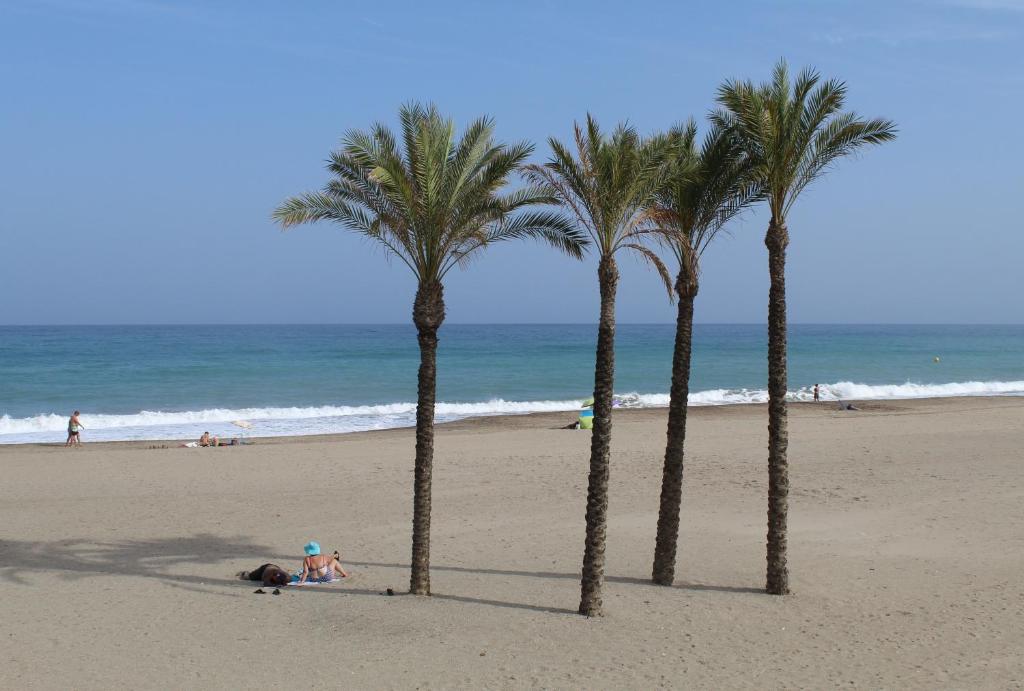 莫哈卡尔OCEAN APARTAMENT !! 1ª Línea del Mar, piscina, parking, wifi的海滩上的一棵棕榈树