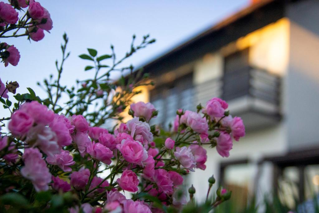科普里夫尼察A house, free parking, sauna的一座建筑物前的粉红色花丛