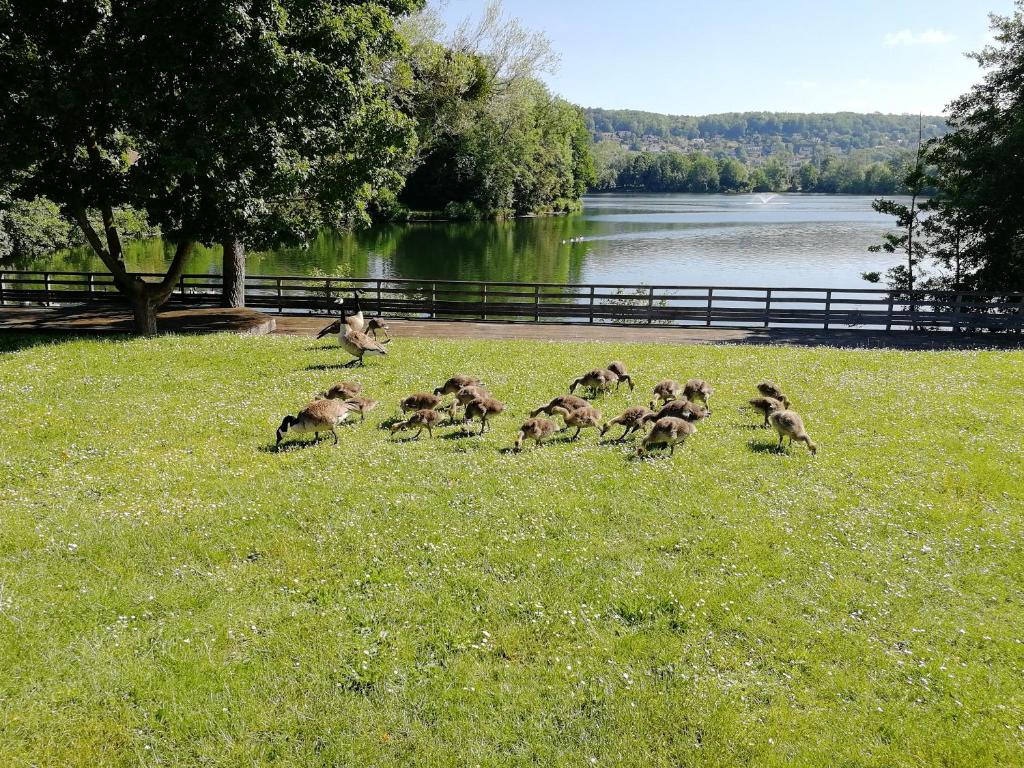 芒特拉若利LOUE MAISON ENTIÈRE PROPRE, Endroit calme, à 5 minutes gare mantes la jolie的一群鸭子在湖附近的草地上跑