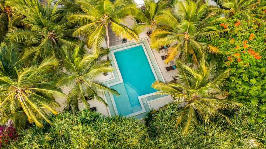 江比阿Uzuri Boutique Hotel的棕榈树之间游泳池的顶部景色