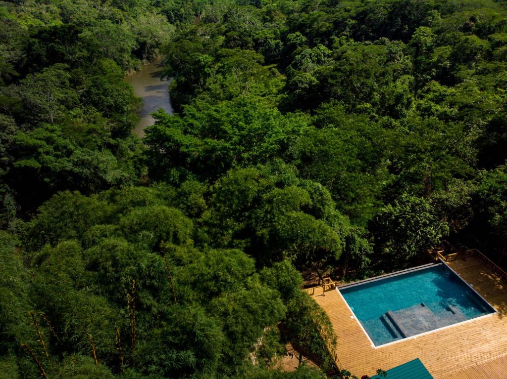 圣伊格纳西奥Sweet Songs Jungle Lodge的森林中游泳池的顶部景色