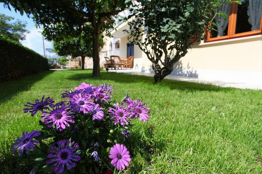 察夫塔特Antares Apartments的草上一束紫色的花