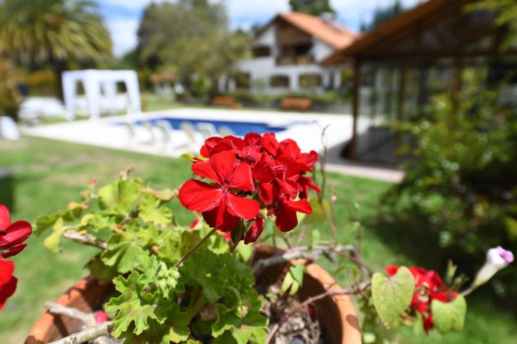 塔巴贝拉Quinta La Constanza的院子里的盆子里的一朵红花