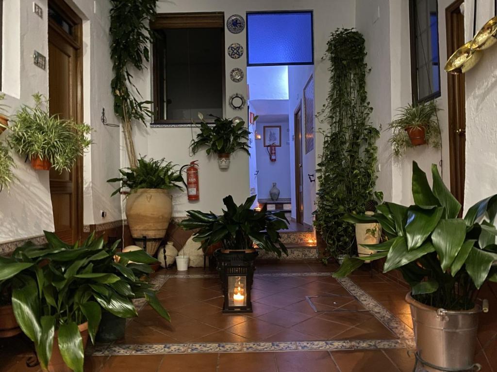 塞维利亚圣潘克拉西奥膳食公寓的走廊上设有盆栽和蓝色的灯