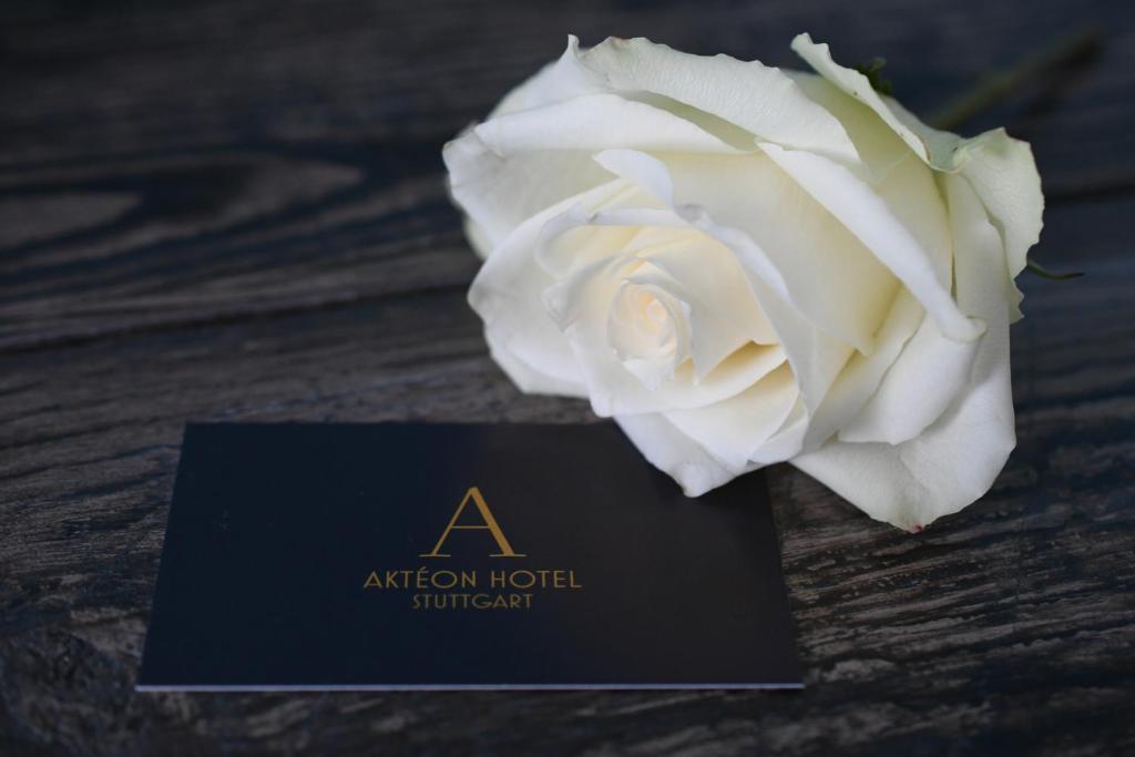 斯图加特Akteon Hotel的坐在酒店卡旁的白玫瑰