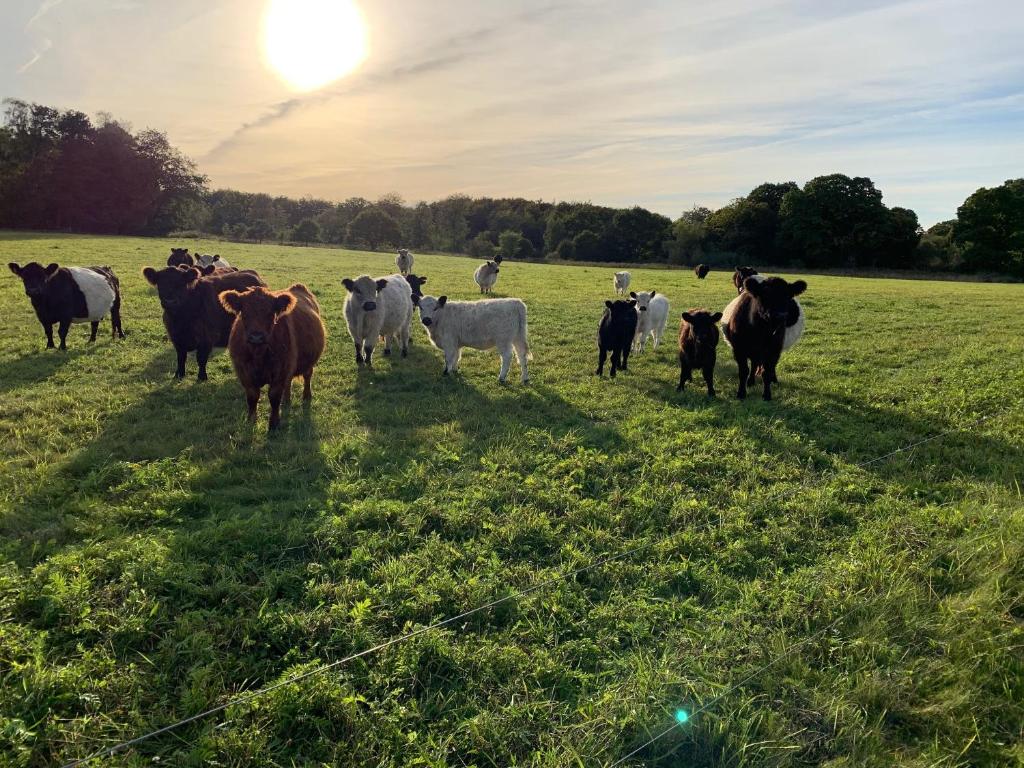 普赖斯特Skippergaarden的一群牛站在田野里