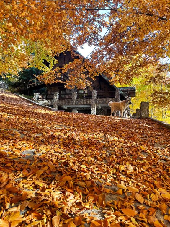 阿雷富Pensiunea Lac的狗站在小屋前的一堆树叶里