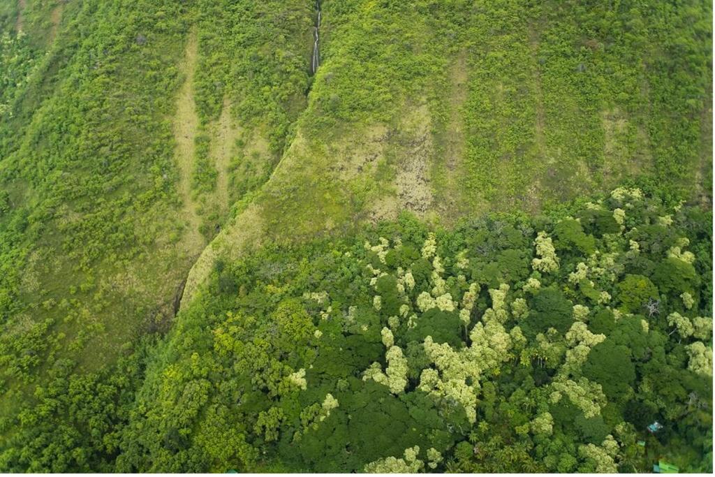 Waipio Valley Botanical Garden的树木绿地的空中景观