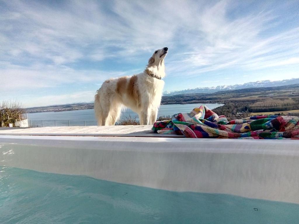 Bellerive瑞士波尔佐伊住宿加早餐旅馆的一只狗站在游泳池边