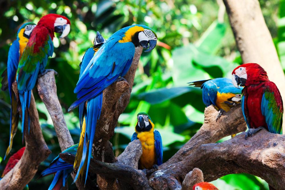 伊基托斯Amazon Jaguar Adventure的一群五颜六色的鹦鹉坐在树枝上