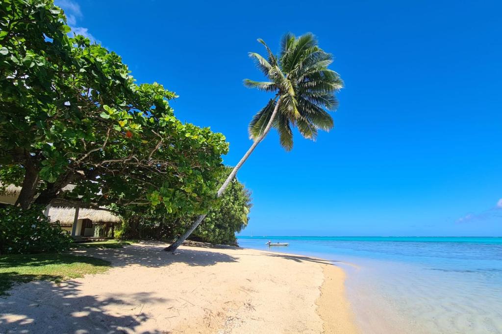 莫雷阿Villa Meheana的海滩上的棕榈树与大海
