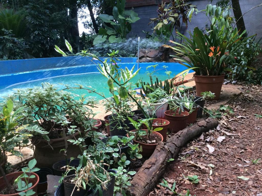 美洲花园Arboleda Loft的一组植物,在游泳池旁的盆里
