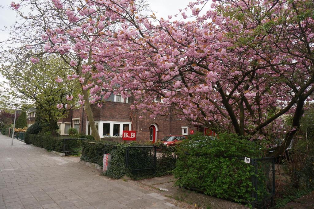 阿姆斯特丹夏维拉住宿加早餐酒店的房子前有粉红色花的树