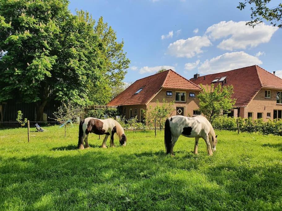 吕洛Leuk boerderijtje op prachtige plek, nabij natuurgebied的两匹马在房子前面的田野上放牧