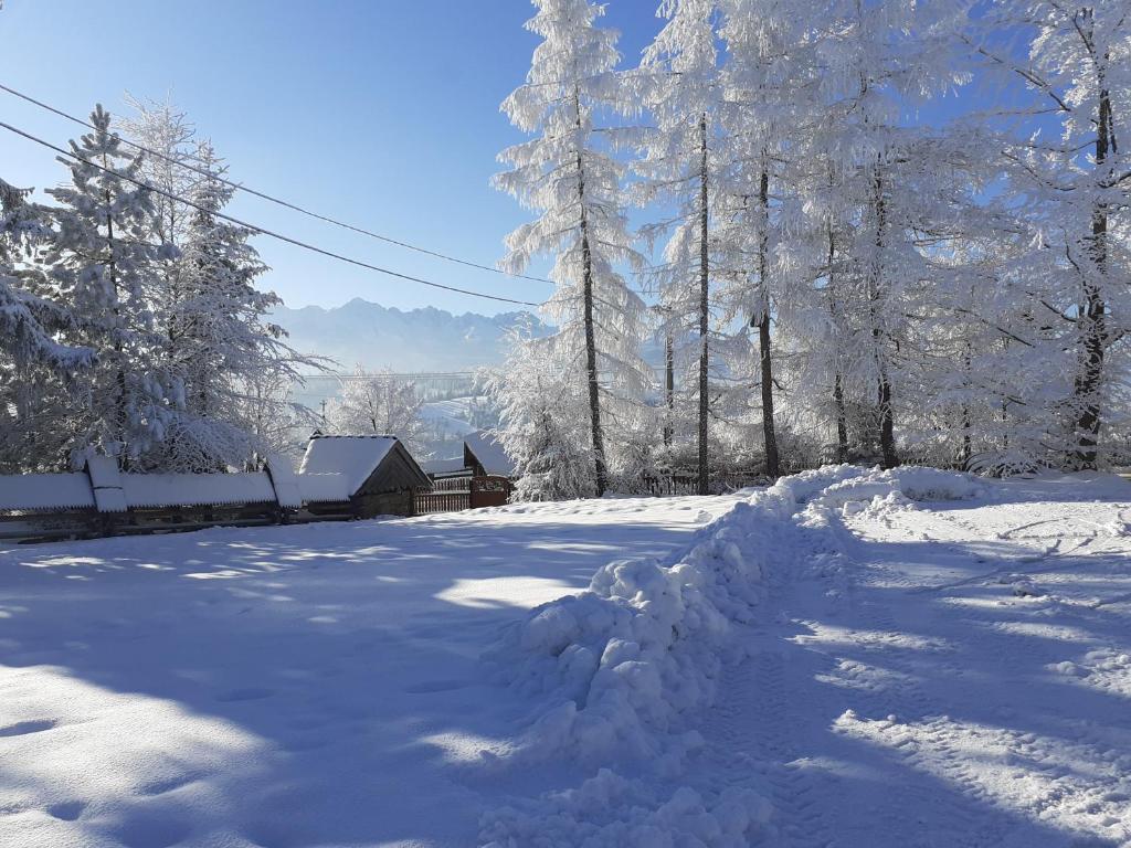 布科维纳-塔钱斯卡Pod Modrzewiem的堆积在有树的院子中的积雪
