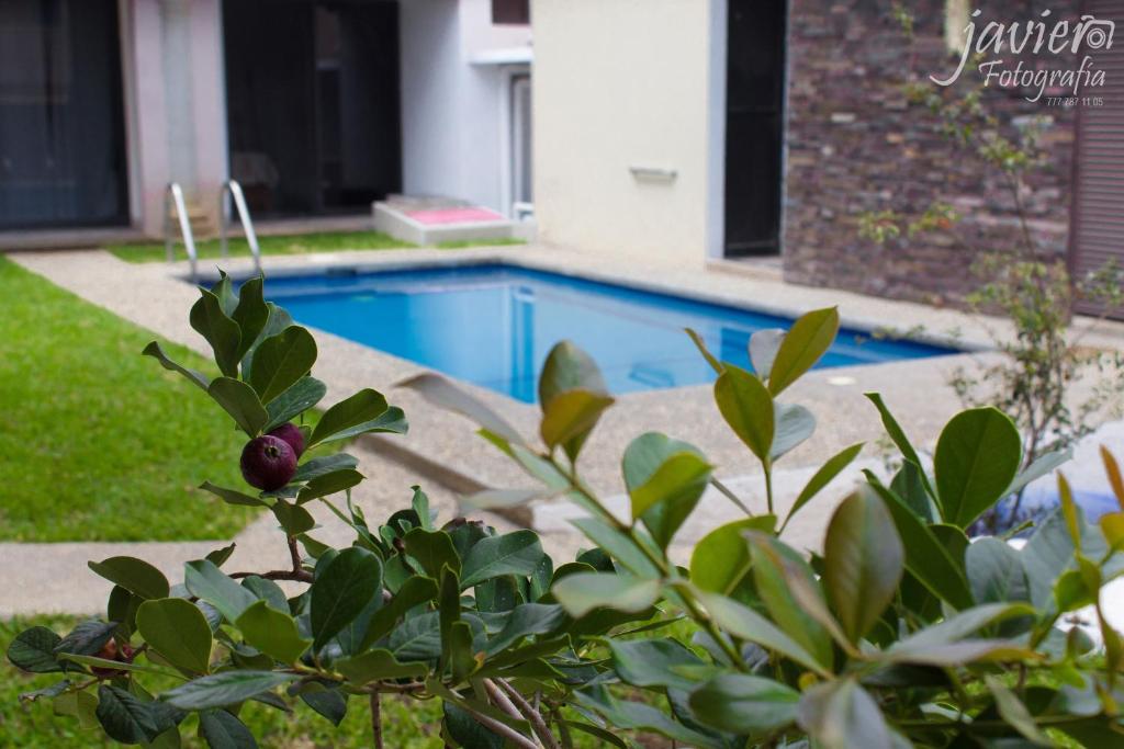 库埃纳瓦卡LOFTS en Cuernavaca con alberca climatizada的球场上的游泳池,前庭上种植植物