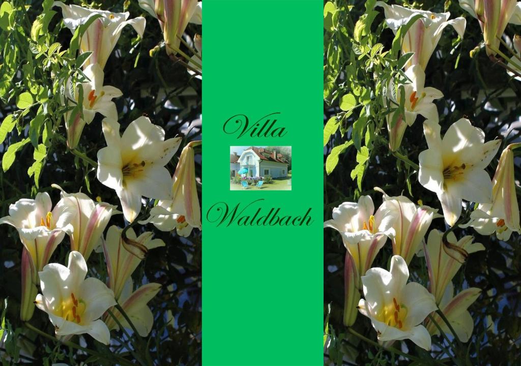 韦尔特湖畔克伦彭多夫Ferienwohnung am Wörthersee Villa Waldbach的绿色背景的白色花