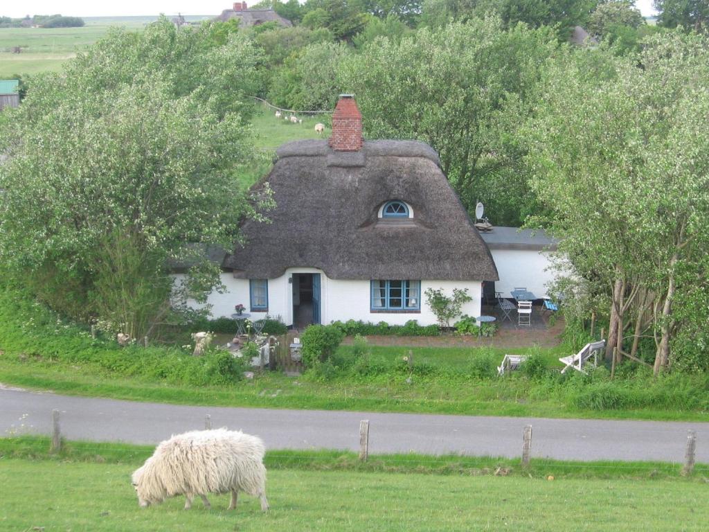 韦斯特雷费尔Ferienkate Kap Eiderstedt的牧羊在房子前面的草上放牧