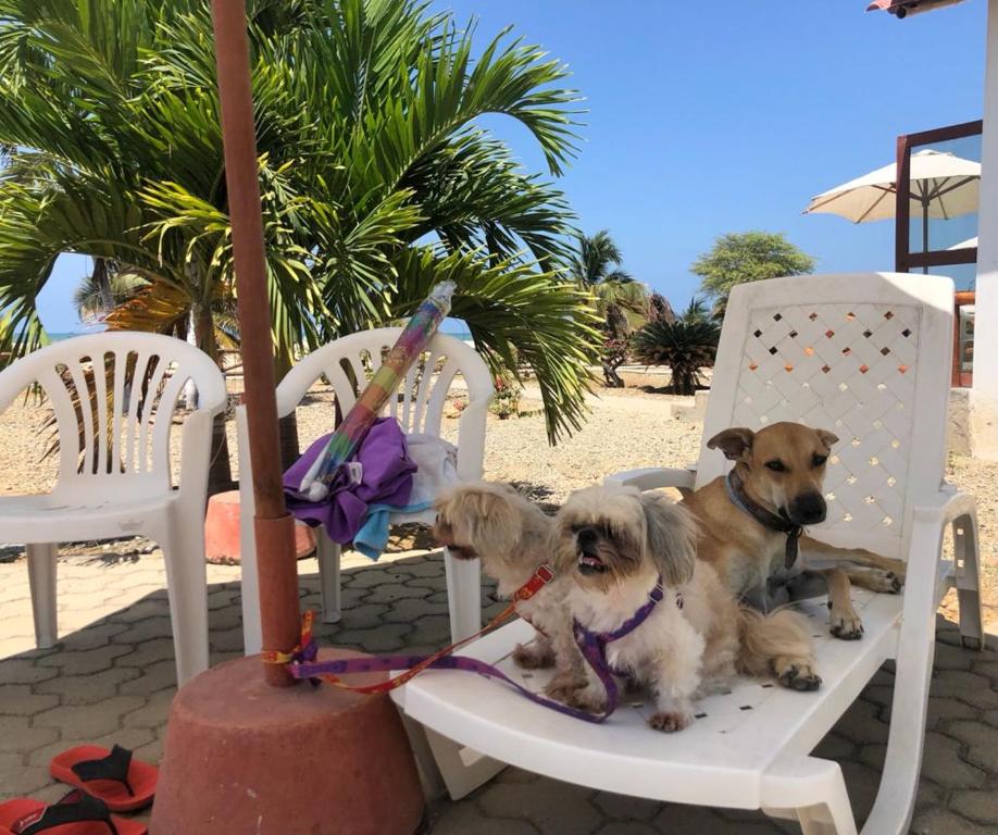 Cruz de PizarroAmotape Home的两只狗坐在沙滩椅上