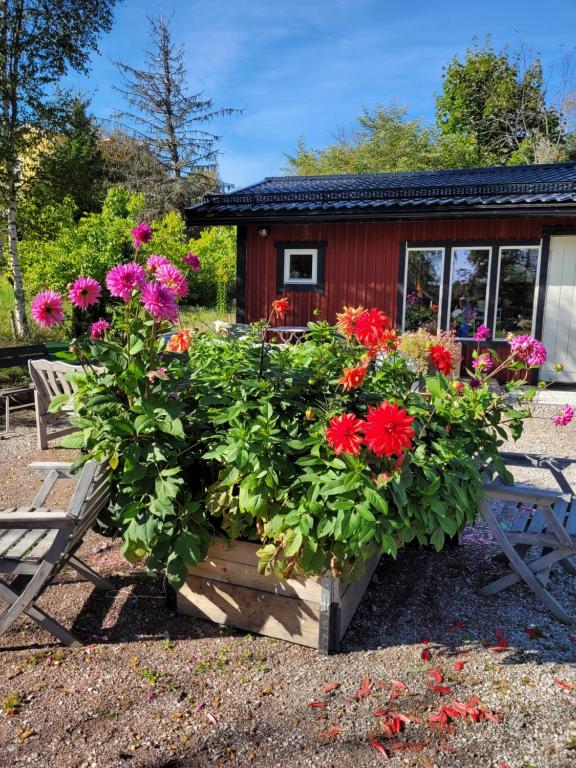 法伦StugaFalun的小屋前种有鲜花的花园