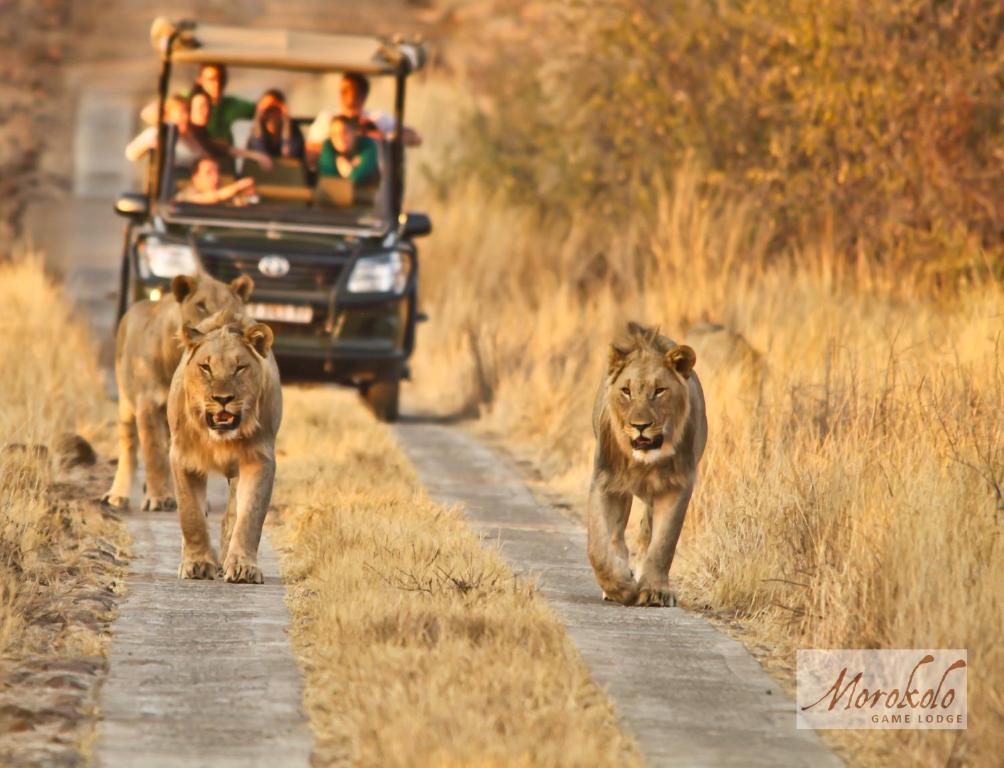 兰斯堡Morokolo Safari Lodge Self-catering的一群狮子在一条路上行进,并有野生动物园