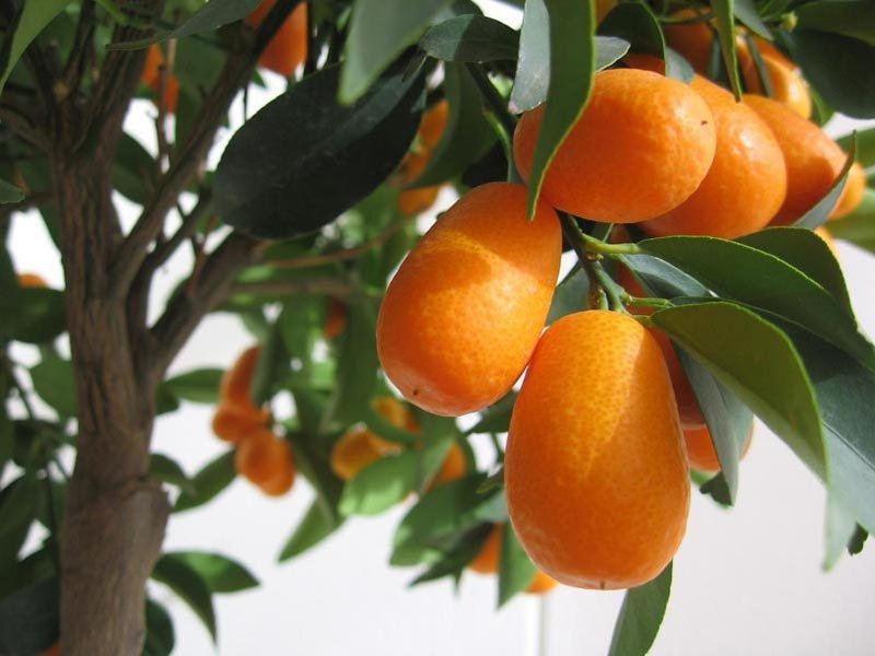 布德瓦Apartments Fortunella的挂在树上的一束橙子