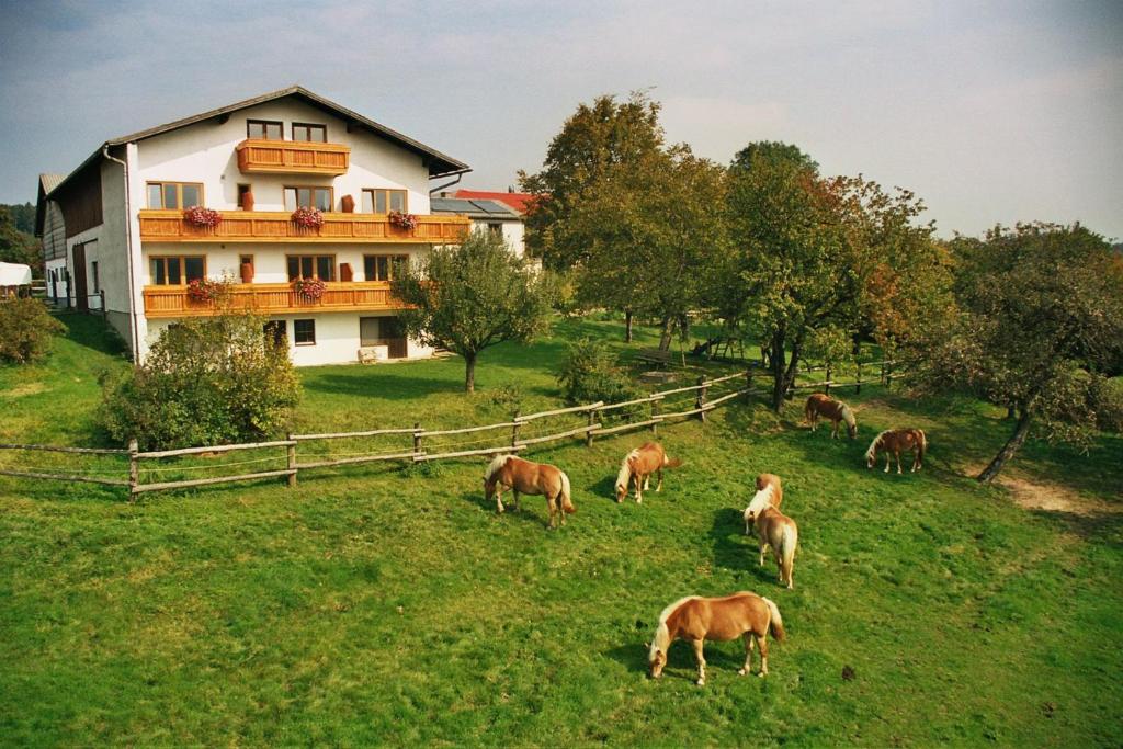 PressbaumBiobauernhof Wolf-Hof的一群马在房子前面的田野上放牧