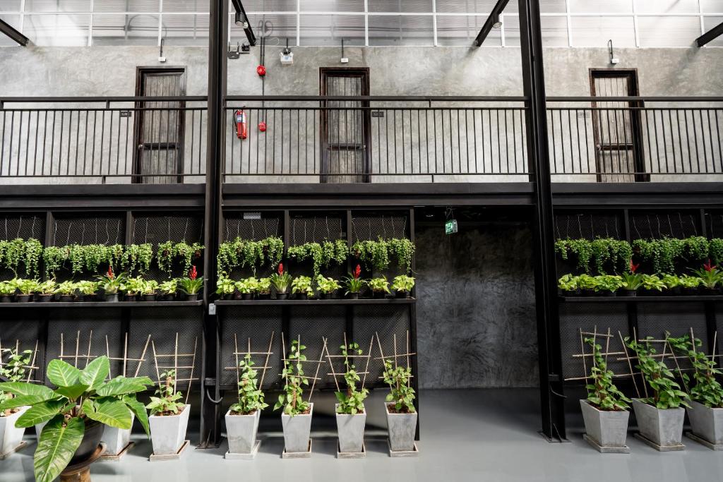 清迈Premier Hostel Chiang Mai的建筑架上一组盆栽植物