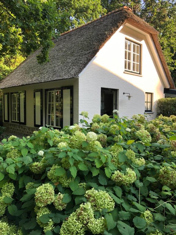 SchildeSchilde Cottage的前面有大量绿色植物的房子
